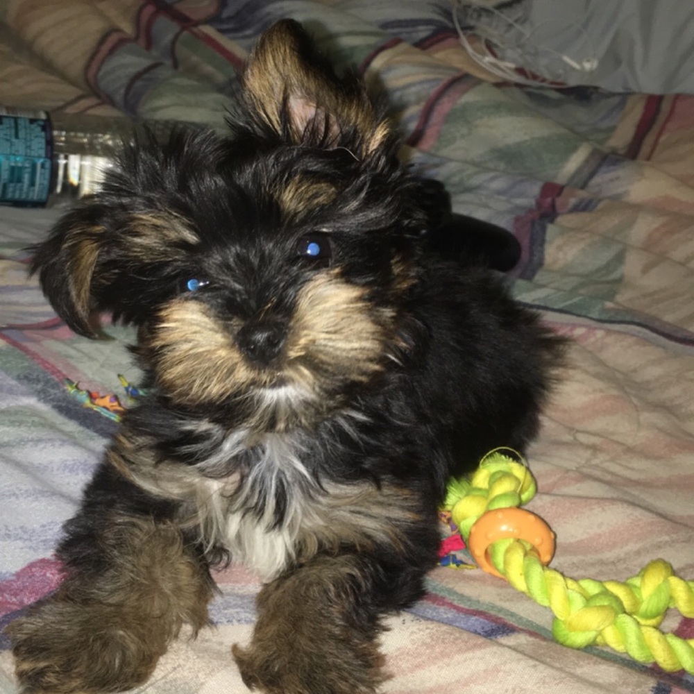 Meet your Posher, Cassie